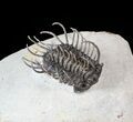 Large, Spiny Koneprusia Trilobite - (Special Price) #63377-7